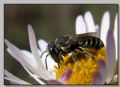 Megachile sp.